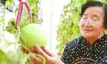 澳门水果奶奶8487，传奇背后的甜蜜故事