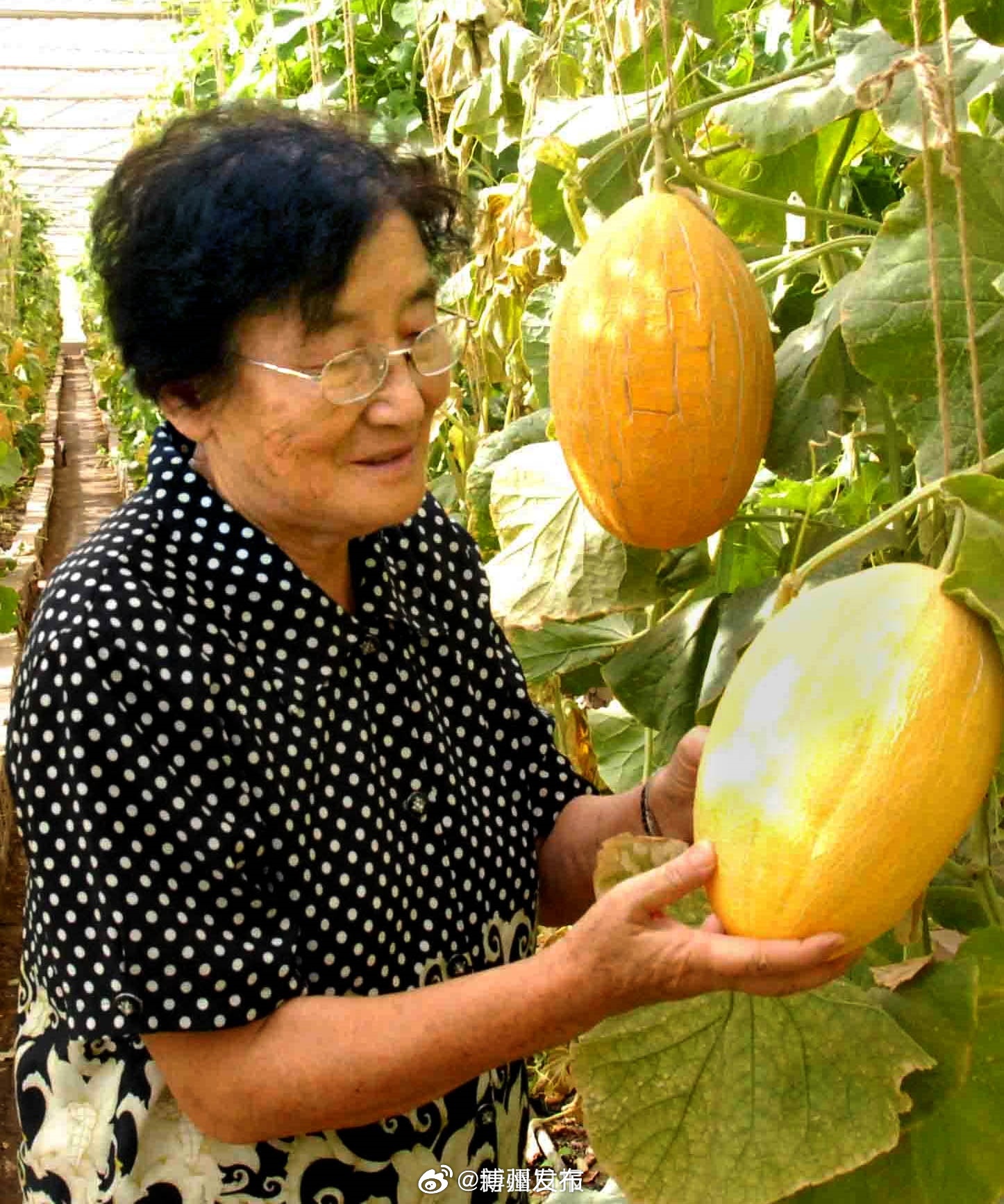 探索新澳门水果奶奶的甜蜜世界，官方资料网站下载指南