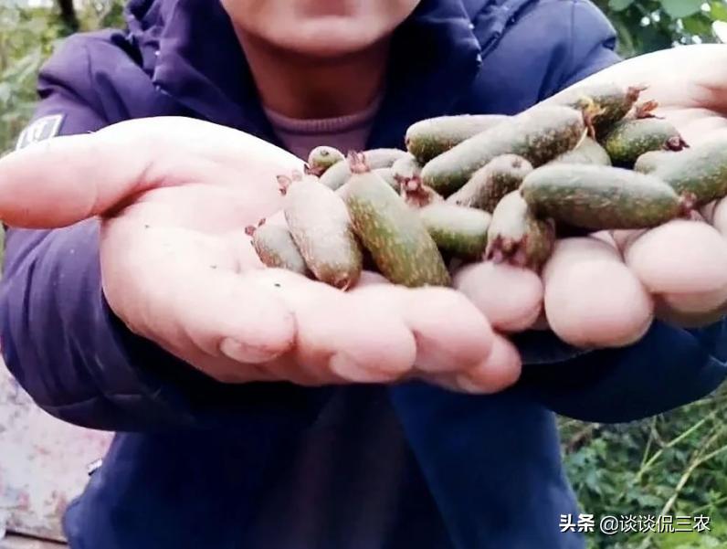 水果奶奶的奇妙故事绘本，简单版